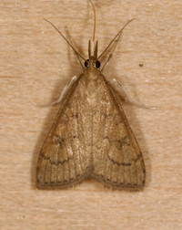 Udea rubigalis