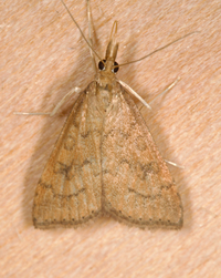 Udea rubigalis
