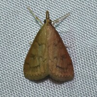 Udea rubigalis