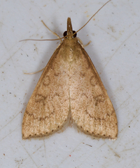 Udea rubigalis