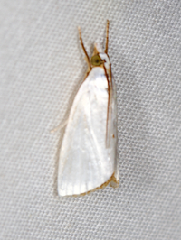 Urola nivalis