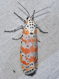 Utetheisa ornatrix