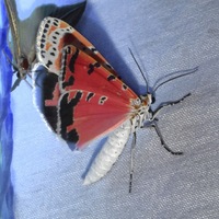 Utetheisa ornatrix