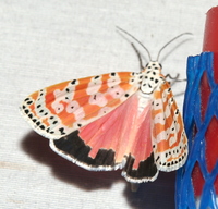 Utetheisa ornatrix