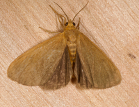 Virbia opella