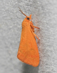 Virbia rubicundaria
