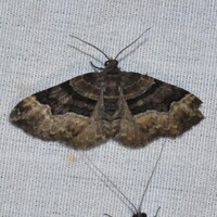 Xanthorhoe lacustrata
