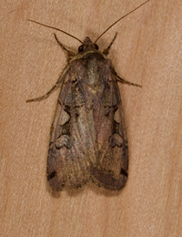 Xestia dolosa