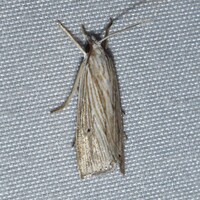 Xubida panalope