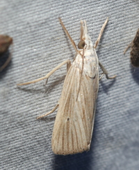 Xubida panalope