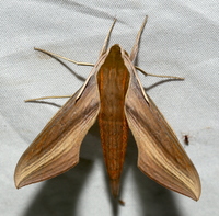 Xylophanes tersa