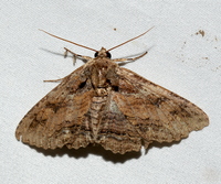 Zale lunata