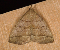 Zanclognatha cruralis