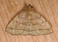 Zanclognatha cruralis
