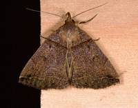 Zanclognatha laevigata