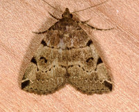 Zanclognatha lituralis