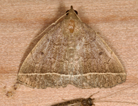 Zanclognatha marcidilinea