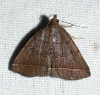 Zanclognatha obscuripennis