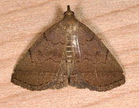 Zanclognatha protumnusalis