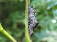 Oedemasia leptinoides
