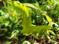 Antheraea polyphemus