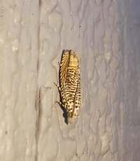 Eucosma argutipunctana