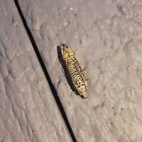 Eucosma argutipunctana