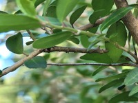 Eutrapela clemataria
