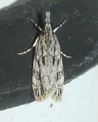 Eudonia strigalis
