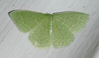 Synchlora frondaria