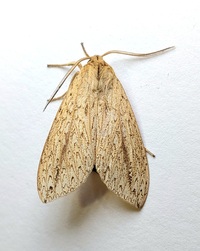 Leucanopsis longa