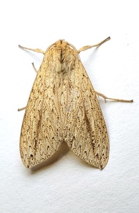 Leucanopsis longa