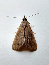 Hypena scabra