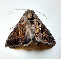 Chrysodeixis includens