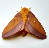 Anisota virginiensis