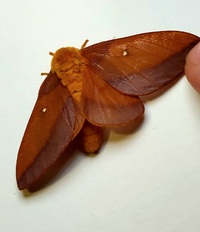 Anisota virginiensis