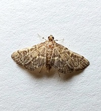 Anageshna primordialis