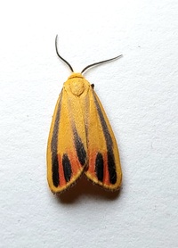 Hypoprepia fucosa