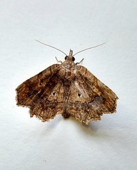 Pangrapta decoralis