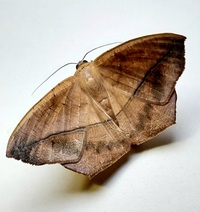 Prochoerodes lineola