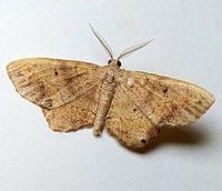 Hypagyrtis unipunctata