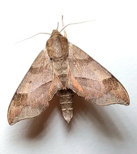 Darapsa myron