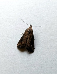 Hypenopsis calusa