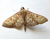 Herpetogramma thestealis