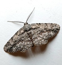 Anavitrinella pampinaria