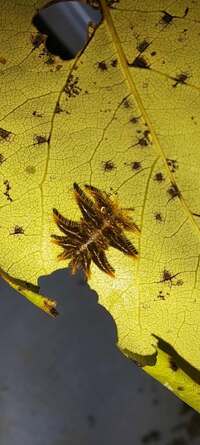 Phobetron pithecium