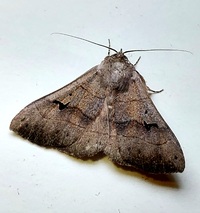 Panopoda carneicosta