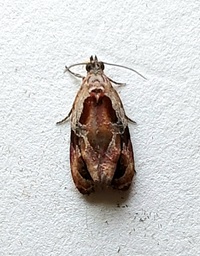 Zomaria interruptolineana