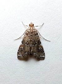Elophila gyralis