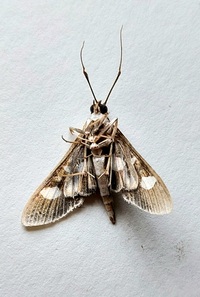 Desmia funeralis